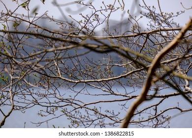 spring tree branches with small fresh leaves over water body background with reflections on the water from sun