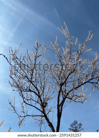 Spring tree cherrytree Blue Sky Sunny 