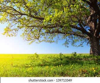 Spring tree with fresh green leaves on a blooming meadow - Powered by Shutterstock