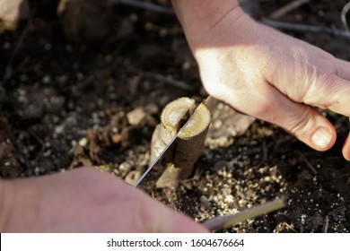 Spring Tree Grafting. Young Stalk In A Crevice Of A Tree. A Gardener Plants A Tree. Hand Close-up.