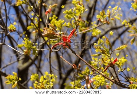 Spring. A tree with the Latin name Acer platanoides 'Crimson Sentry' grows in Europe in a park