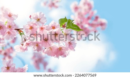 Spring tree with pink flowers. Spring border or background art with pink blossom. Beautiful nature scene with blossoming tree and sunlight.