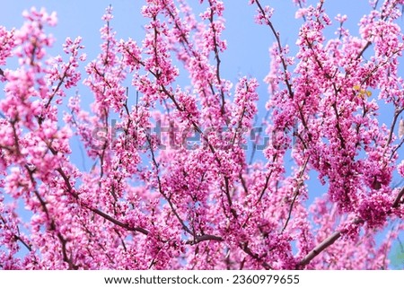 Spring tree with pink flowers. Spring border or background art with pink blossom. Beautiful nature scene with blossoming tree and sunlight.	