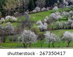 Spring tree valley