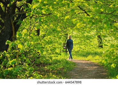 spring trees in bright sunlight