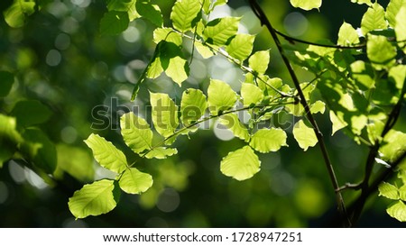 Similar – green leaves of a tree top