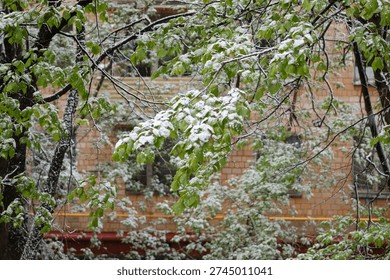Spring trees and leaves dusted with May snow against the backdrop of a brick house