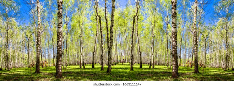 Spring trees with young green foliage in deciduous forest to look in the warm sunny day. Seasonal landscape. The sun's rays make their way through the leaves of trees. Panoramic banner.
