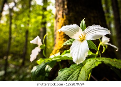 Spring trillium wildflower blooming beautiful on the forest floor against a lush back drop of leaves and trees