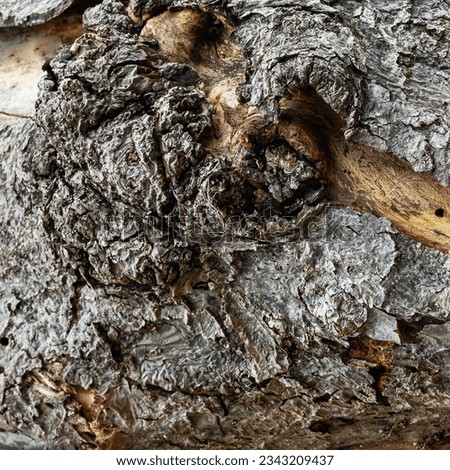 In the spring, the trunk of an apple tree is covered with torn bark and with a large tuber close up
