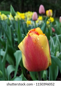 A Spring Tulip In The Berkshires Massachusetts. 