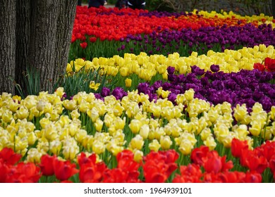 Spring Tulip Display At Cincinnati Zoo