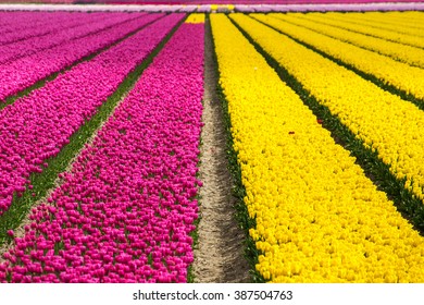 Spring Tulip Fields In Holland, Colorful Flowers In Netherlands
