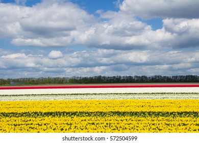 Spring Tulip Fields In Holland, Colorful Flowers In Netherlands
