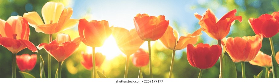 Spring tulip flower field at sunrise