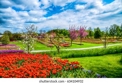 Spring tulip flower scene landscape
