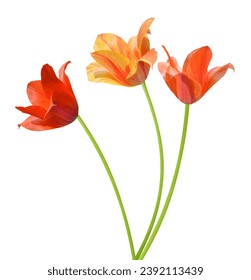 Spring tulip flowers bunch isolated white