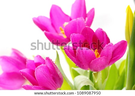 Spring tulip flowers on a light background
