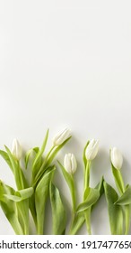 Spring Tulip Flowers On White Background Top View