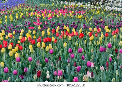 Spring Tulip Garden In Full Bloom, Skagit Valley, Washington State.