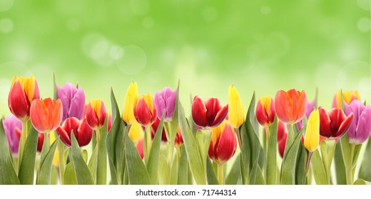 Spring tulipa background