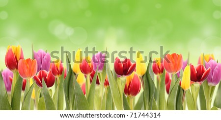 Spring tulipa background