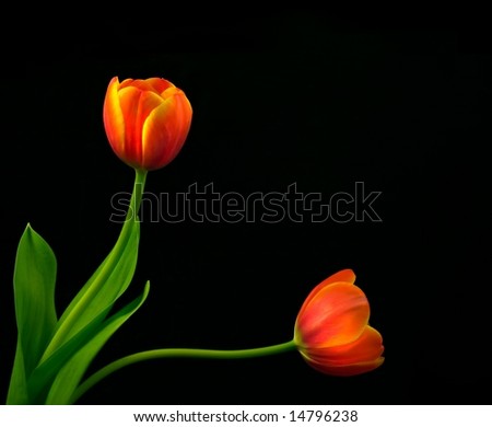 Similar – PaarTanz Tulpe Blüte Blume