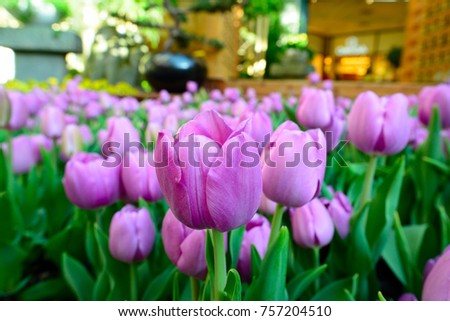 Spring Tulips at The Bellagio