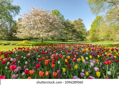 Spring Tulips Bloom In Front Of A Blooming Crab Apple Tree At Dow Gardens In Midlan Michigan