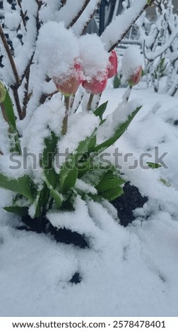 Similar – Image, Stock Photo Winter in spring, tulips in frost