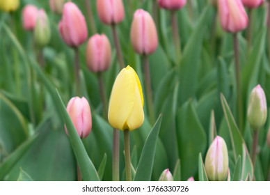 Spring Tulips In Eden Prairie, Minnesota