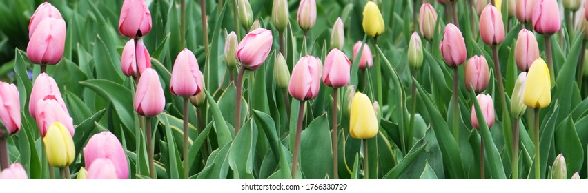 Spring Tulips In Eden Prairie, Minnesota