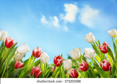 Spring Tulips In The Field,nature Background.