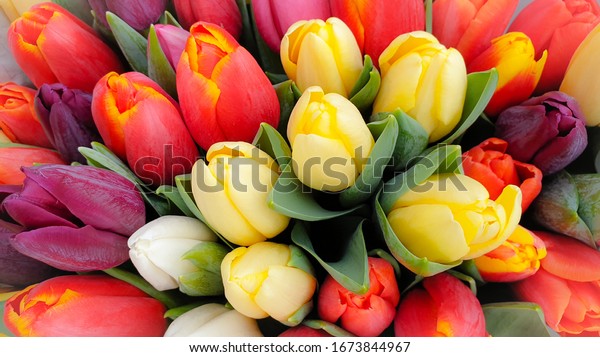 Spring tulips floral tulip\
bunch