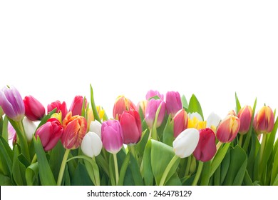 Spring tulips flowers on the white background