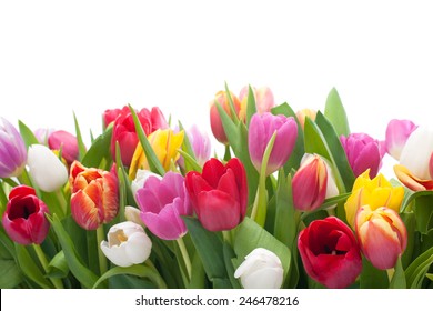 Spring tulips flowers on the white background