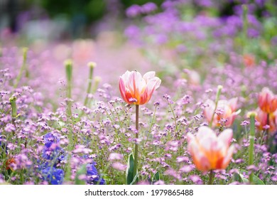 Spring Tulips In Lille, France