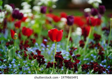 Spring Tulips In Lille, France