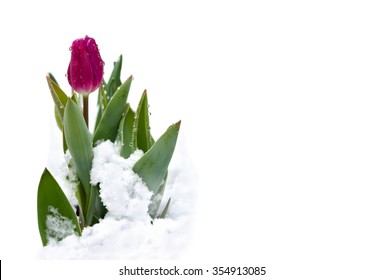Spring tulips with snow in the garden on a white background with space for text