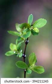 Spring twig