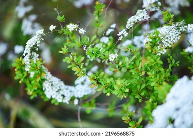 Spring Twig Of A Green Deciduous Plant. The Concept Of Nature And Botany.