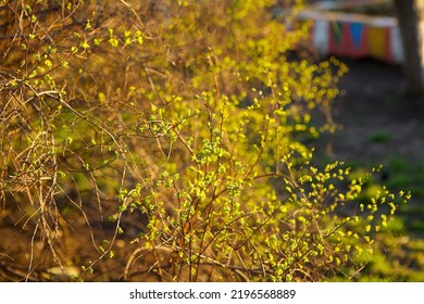 Spring Twig Of A Green Deciduous Plant. The Concept Of Nature And Botany.