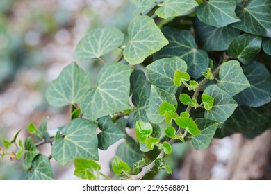 Spring Twig Of A Green Deciduous Plant. The Concept Of Nature And Botany.