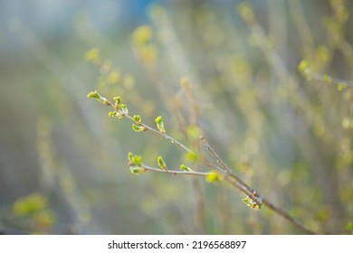 Spring Twig Of A Green Deciduous Plant. The Concept Of Nature And Botany.