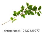 Spring twig with green leaves isolated on white