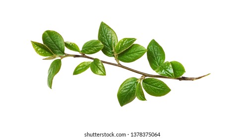 Spring twig with green leaves isolated on white
