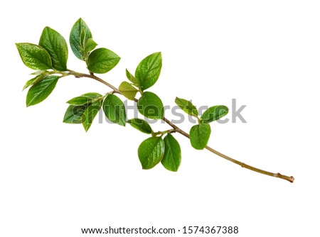 Spring twig with green leaves isolated on white