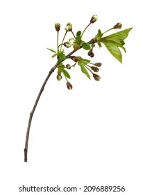 Spring Twig With Small Green Leaves And Buds Of Flowers Isolated On White. Springtime.