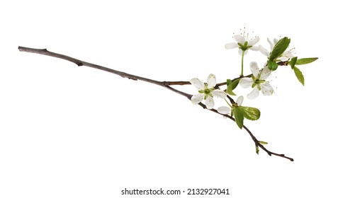 Spring twig with small green leaves and flowers of cherry isolated on white. Springtime. - Shutterstock ID 2132927041