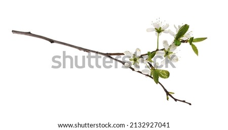 Spring twig with small green leaves and flowers of cherry isolated on white. Springtime.